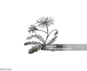 una foto de una flor dibujo en blanco y negro sobre un fondo blanco contorno de fondo jpgs612x612wisk20cziq9iacdwqgiio4somlj qr t9rblgl7ygrpccamt9w from somlj