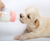 puppy drinking milk picture id149056876k6m149056876s612x612w0h2clb4r1my0vopukykso7zmubdavrrhh9tbfwo2v8eos from puppy drinking pig39s milk together the piglets