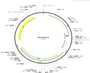 addgene plasmid 197729 sequence 391078 map.png from cinh