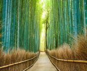 arashiyama forest kyoto japan gettyimages 528314677.jpg from japan nice