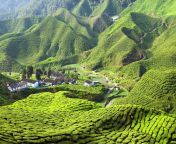 cameron highlands gettyimages 174630125 jpgmbidsocial retweet from www malaysia com