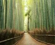 arashiyama gettyimages 540757494.jpg from @japanes