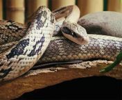 venom from deadly asian snake may help develop improved painkillers.jpg from www xxx video snakes singing sex sharma