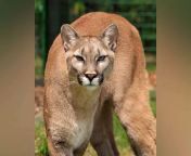 us 8 year old injured after being attacked by cougar in olympic national park.jpg from cougar kolk