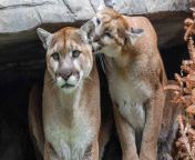 male vs female mountain lions.jpg from mumo lionlion x videofemale news anchor sexy news videoideoian female news anchor sexy news videodai 3gp videos page 1 xvideos com
