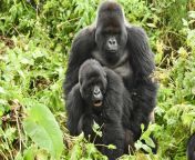 gorilla mating.jpg from gorillas and