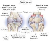 24777 knee joint from com jint