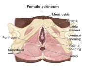 24381 perineum female jpgiotransformfitwidth780 from mons pubis toylit