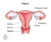 22469 vagina from female vagina