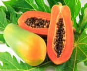 papaya.jpg from pepaya melorot
