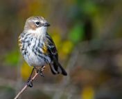 h apa 2016 a1 2375 21 yellow rumped myrtle warbler brian kushner kk non breeding adult myrtle.jpg from that yellow hide a lot a surprise waiting you in comment bellow