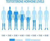 oasis health and medicine male testosteron hormones levels illustration 736x400.jpg from www 10age sex with 50age aunty