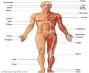 human body parts name min.png from man body parts name in