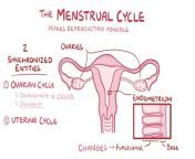  .jpg from menstrual com
