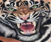 tiger pencil drawing images 2.jpg from 600x340 jpg