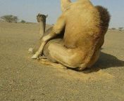 cqa25etwcae4uw3.jpg from arab camel sex