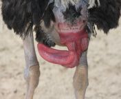 e ni27mwuaiobyh.jpg from ostrich mating closeup