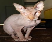 jasper eyeless hairless cat 1 05ffae72cf72484299f7a623a3ed67e1.jpg from hairless