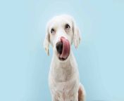 adobestock 367691512 scaled jpeg from licking dogs
