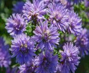 d56cd685.jpg from 紫苑