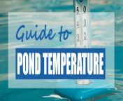 pond water tempreature guide 768x366.jpg from pond temp avoid lies