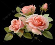 pngtree set of pink roses.png image 8998742.png from rose png