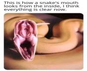 well this is interesting v0 mqnwuintk2la1 jpgwidth640cropsmartautowebps43f45d38ff45bb3c2d54f5feaac36f7520949a8d from snakes in vaginal
