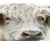 87812693 closeup portrait of beautiful highland scottish hairy creamy cow looking in to camera glasgow uk.jpg from hd hairy creamy