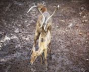 38028109 whitetail deer buck and doe breeding having mating.jpg from sex doe