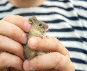 147053959 man holds a caught field mouse in his hands little scared rodent in the hands of a man.jpg from caught field