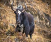 113435603 yak or nak pasture on grass hills in himalayas animals in nepal.jpg from nepali nak