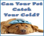 can your pet catch your cold mooooo.jpg from can be your