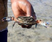 crenate swimming crab thranita crenata 1536x1152.jpg from indea naika crab