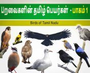 birds of tamil nadu with tamil names தமிழ் நாடு பறவைகளின் தமிழ் பெயர்கள் part 1.jpg from தமிழ் bf படம்