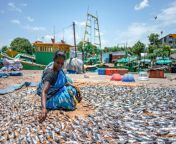01pal4359 nr drying fish dwindling fortunes width 1400.jpg from बंगाली गाँव नौकरानी लानत है द्वारा मकान मालिक