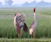 sarus cranes gopi sundar.jpg from sarus