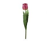 kvetina tulip tmave ruzova 60 cm zed 1075022.jpg from kvetina