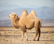 camel2.jpg from camel name hot