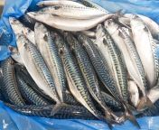 atlantic mackerel wr 300 500 g 1.jpg from mackerel