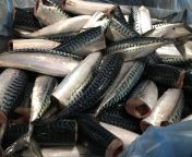 atlantic mackerel hg 300 500 g 0.jpg from mackerel