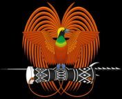 national emblem of papua new guinea.png from png papua central hanua kekeni