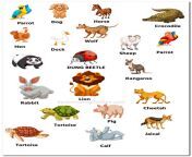 animals name in english.png from anemals videos sxce new english hot gril xxx video pronwap com