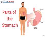 parts of the stomach.png from part