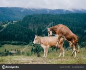 depositphotos 441361924 stock photo two funny spotted cows playing.jpg from sex sapi