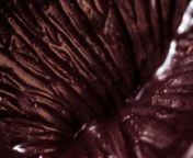 edible anus 2.jpg from chocolate anus closeup