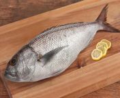 white snapper whole.jpg from meen