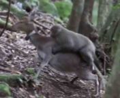 monkey and deer jpgwidth1200 from deer sex video