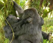 lesbian gorilla sex.jpg from sex gorilla v