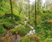rain forest in sikkim india photo.jpg from indian forest se