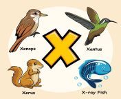 animals alphabet letter x for x ray fish tetra xenops xantus xerus vector.jpg from anaml x